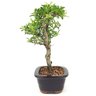 bonsai_piracanta_variegata_3_anos_28_cm_15005_4_aae508782587ed34e8dd00213e836fb8