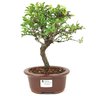 bonsai_piracanta_variegata_3_anos_28_cm_15007_1_24396fd4f5f753d6b02592e793729aea