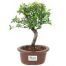 bonsai_piracanta_variegata_3_anos_28_cm_15007_3_548a1046ac5a41672bfab957cd305620