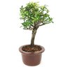 bonsai_piracanta_variegata_3_anos_28_cm_15007_4_fc9ff0ea64b13ebb058c18d7976cef3f