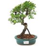 bonsai_piracanta_variegata_4_anos_29_cm_15009_1_6c605f56f1620b5df79b533f5058522f