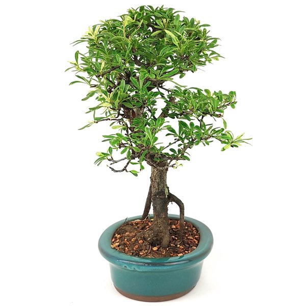 bonsai_piracanta_variegata_4_anos_29_cm_15009_2_00377074f03139ece4029c12c7fd724e