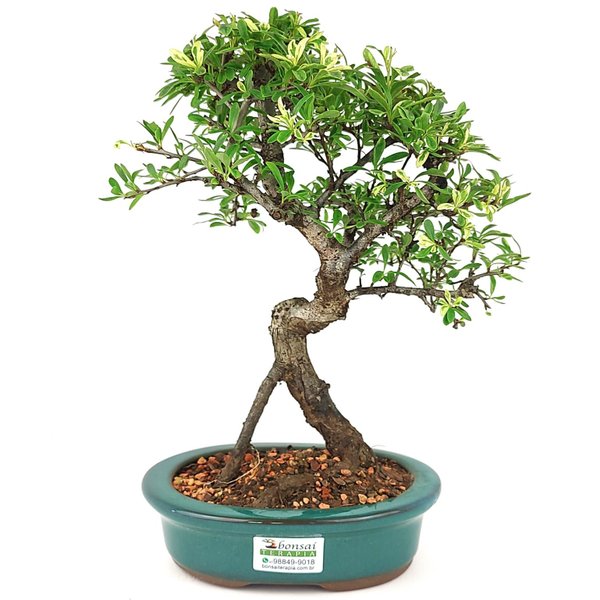 bonsai_piracanta_variegata_4_anos_29_cm_15009_3_2fe7fd1967482767c0b334a3b4993d39