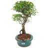 bonsai_piracanta_variegata_4_anos_29_cm_15009_4_ce6dc9c014e26aa2461f166a8d7c72df