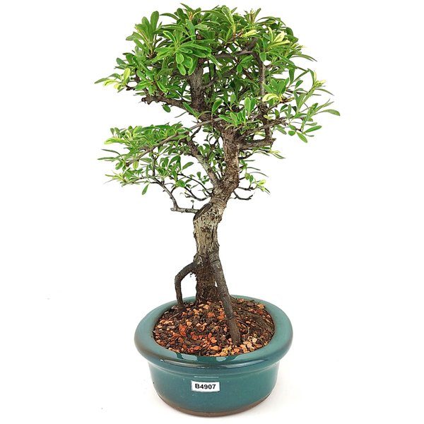 bonsai_piracanta_variegata_4_anos_29_cm_15009_4_ce6dc9c014e26aa2461f166a8d7c72df