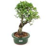 bonsai_piracanta_variegata_4_anos_28_cm_15011_2_a2cf45e5396f566f3a08164d8549a1b8
