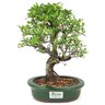 bonsai_piracanta_variegata_4_anos_28_cm_15011_3_ad849bf2d68b52058aa74092abe26316