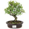 bonsai_piracanta_variegata_4_anos_24_cm_15013_1_9fe82b7839ea9fc233344cb49826ba63