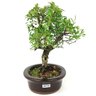 bonsai_piracanta_variegata_4_anos_24_cm_15013_2_beb3b17f95c3e2e19c68accb32188047