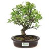 bonsai_piracanta_variegata_4_anos_24_cm_15013_3_7ca485ef4acd76e99c09a7c882ee4b43