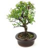 bonsai_piracanta_variegata_4_anos_24_cm_15013_4_798d991f643d42533b24df9cdfb501ec
