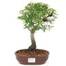 bonsai_piracanta_variegata_5_anos_30_cm_15015_1_7c18c5258062e2877382a92421b79312