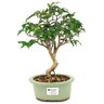 bonsai_pitanga_3_anos_31_cm_15021_1_b1895f445ec779d04282cf66b64cdaac