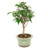 bonsai_pitanga_3_anos_31_cm_15021_2_0c3da66bff161f3eb19827a7d8f2934f