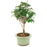 bonsai_pitanga_3_anos_31_cm_15021_3_d50e4d797a81b1cb1d6c908414893cd1