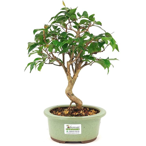 bonsai_pitanga_3_anos_31_cm_15021_4_91373b7ff0489b344467fa1bcde671e7