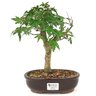 bonsai_acer_palmatum_5_anos_27_cm_15029_1_fc17cdf182c75cbdd36c543afa44cb79