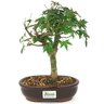 bonsai_acer_palmatum_5_anos_27_cm_15029_3_c6d215daeae8815c5df3078bad890174