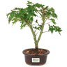 bonsai_acer_palmatum_3_anos_30_cm_15031_3_c08e6c8666c48050bbc5f48959bdff02