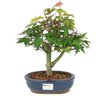 bonsai_acer_deshojo_5_anos_32_cm_15033_1_3eb8c5ecaf52a51539b004dbe013bca8
