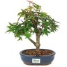 bonsai_acer_deshojo_5_anos_32_cm_15033_3_7ae5de14a9bc9490601f7a8cd8ba6865