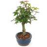 bonsai_acer_deshojo_5_anos_32_cm_15033_4_0323121fcb71dc20c910be0301e0e0c4