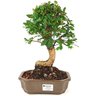 bonsai_mini_gabiroba_5_anos_30_cm_15035_1_39392f2cb32e63c06826f300ebdbdc05