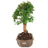 bonsai_mini_gabiroba_5_anos_30_cm_15035_2_a7c757744471776bc10454f22fcd7494