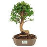 bonsai_mini_gabiroba_5_anos_30_cm_15035_3_d9dbb5a2f9df45270d5ab4a7df1d003e