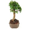 bonsai_mini_gabiroba_5_anos_30_cm_15035_4_c2a4131a34cb860c454e1109fc2299d7
