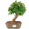 bonsai_mini_gabiroba_5_anos_29_cm_15037_1_4e4988abe4958fb100e673c4c27d92a2
