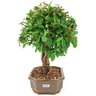 bonsai_mini_gabiroba_5_anos_29_cm_15037_2_9965edce36ae8e8e06a261bf20a6d2e7