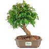 bonsai_mini_gabiroba_5_anos_29_cm_15037_3_a7845673ddc721e38e0a195e079237d8