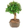 bonsai_mini_gabiroba_5_anos_29_cm_15037_4_be91d2bd1b0f1aa02f6025a6d2af5703