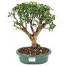 bonsai_mini_goiaba_6_anos_33_cm_15041_1_a7226c2bbe9b02bf8b334c66756173bd