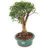 bonsai_mini_goiaba_6_anos_33_cm_15041_2_86cb8a0fcc440789791b57e0be60f41b