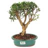 bonsai_mini_goiaba_6_anos_33_cm_15041_3_b3ead42da905475b171245cffa581f01
