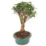 bonsai_mini_goiaba_6_anos_33_cm_15041_4_aaee570bb4a71893bfebc6b5ab8a0699