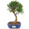 bonsai_cereja_silvestre_4_anos_30_cm_15043_1_61f83ba968d35c029b7e406c4f5238f9