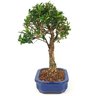 bonsai_cereja_silvestre_4_anos_30_cm_15043_2_04e7af4e8af7134fffb37e04beb77488