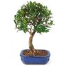 bonsai_cereja_silvestre_4_anos_30_cm_15043_3_aa3f6020b7487bd0ca2ce4015529cd43