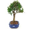bonsai_cereja_silvestre_4_anos_30_cm_15043_4_45f46a9f71a1f003da742d239a00b71b