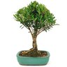 copia_bonsai_cereja_silvestre_4_anos_30_cm_15047_1_835691cdeeaf574fa38a400870f4d578
