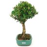 copia_bonsai_cereja_silvestre_4_anos_30_cm_15047_2_6c59f3094e6494c8a04bbf353666daf0
