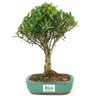 copia_bonsai_cereja_silvestre_4_anos_30_cm_15047_3_9434a4defb4176c33accda5e7a14d35d