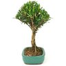 copia_bonsai_cereja_silvestre_4_anos_30_cm_15047_4_8da338698aefb3f8c24ab545512ca50a