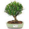 bonsai_cereja_silvestre_4_anos_24_cm_15051_1_e5d77cc2bcb214cb7bdaafef4eac7d94