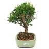 bonsai_cereja_silvestre_4_anos_24_cm_15051_2_f4d36c8feb277698907eb71dd52a5e57