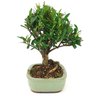 bonsai_cereja_silvestre_4_anos_24_cm_15051_3_6a28fff8a93add93f125bf95ce887fc8