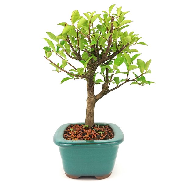 img 20250408 wa0131 copia